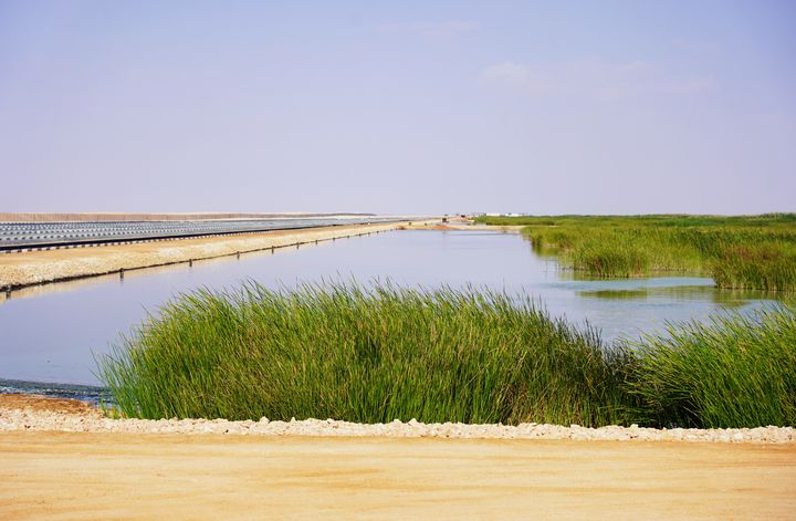 Inmitten der omanischen Wüste ist durch die Wasserreservoirs der Schilfkläranlage ein wertvolles Habitat für Wildtiere entstanden. Foto: StMWi/T. Assenbrunner