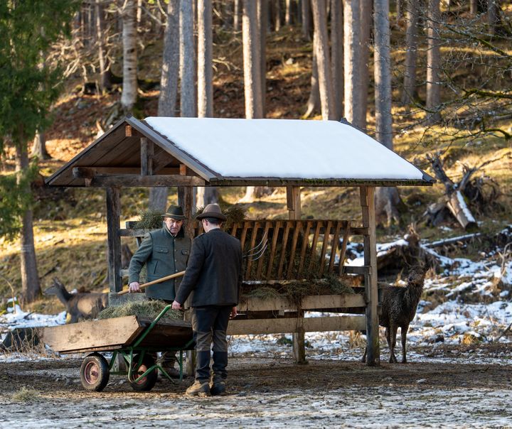 Während des Besuchs der Rotwildfütterung legte Jagdminister Aiwanger selbst Hand an. Das Bild zeigt ihn gemeinsam mit Revierjäger Max Pfeiffer. Foto: StMWi/E. Neureuther