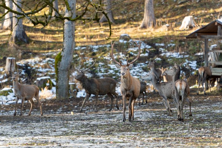 Im Wintergatter mit Fütterung stehen während der sogenannten Notzeit bis zu 120 Stück Rotwild. Sie werden dort mit Grassilage und Heu gefüttert. Foto: StMWi/E. Neureuther