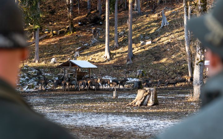 An der Rotwildfütterung &quot;Sunken&quot; nahe Griesen bei Garmisch-Partenkirchen haben Jagdminister Aiwanger und weitere Interessierte Rotwild beobachtet. Foto: StMWi/E. Neureuther